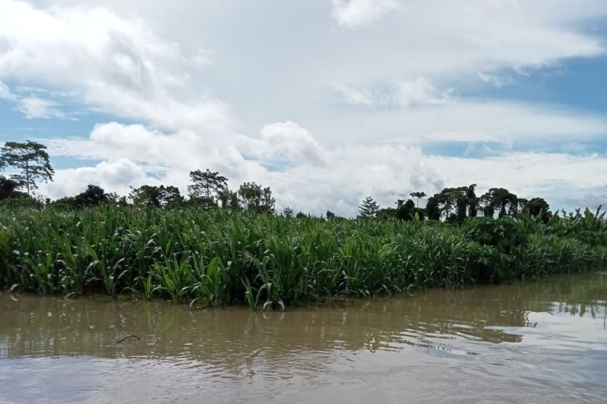 4.500 hektare lahan pertanian di Keerom rusak akibat banjir