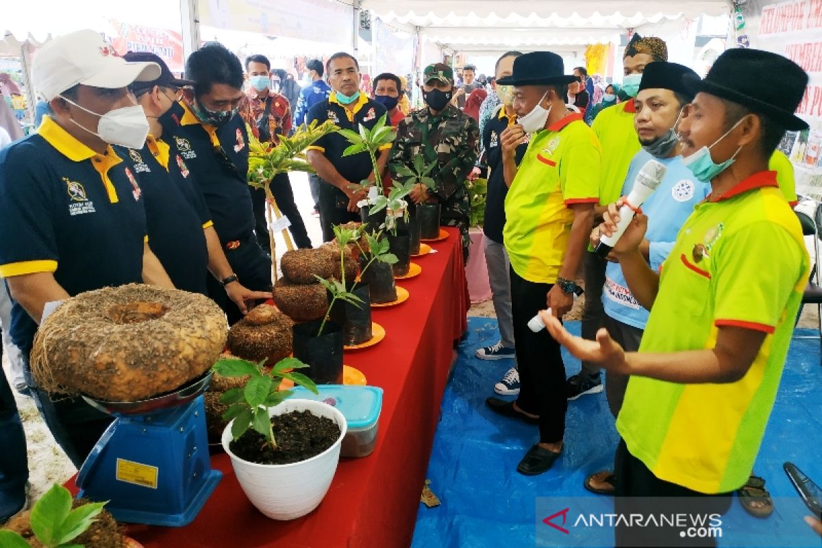 Tanah Kotim sangat cocok untuk budidaya porang