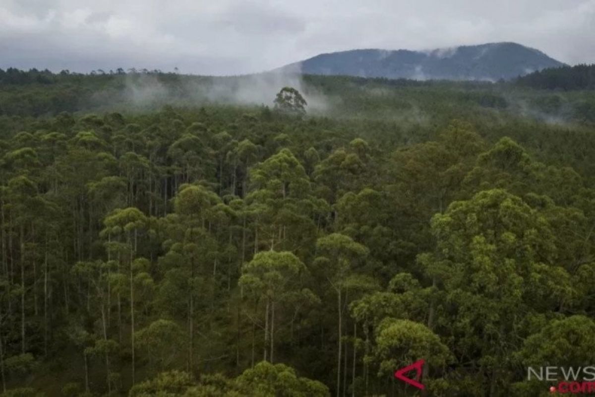 Kawasan konservasi esensial Sumsel disebut jadi yang terluas di Indonesia