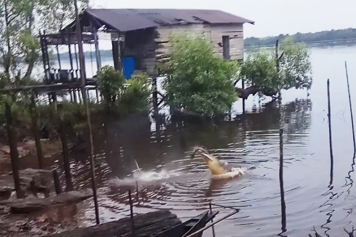 Warga Sampit kaget dapati buaya memakan bangkai dekat permukiman