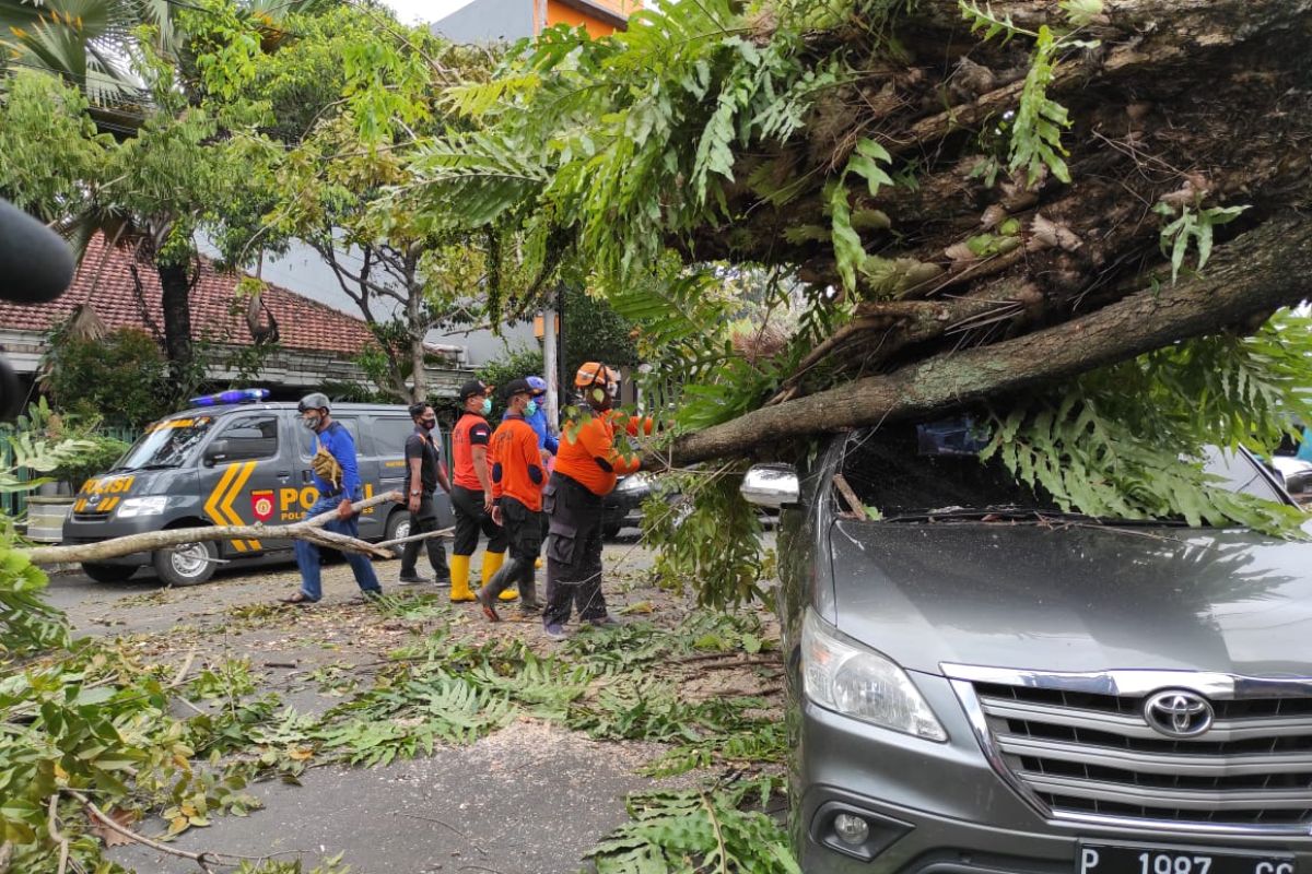 Tiga  terluka tertimpa pohon di Jember