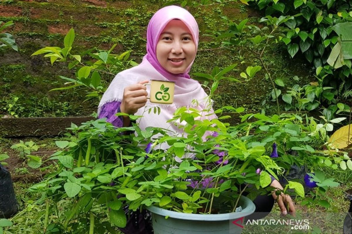 Menanam pangan di rumah berarti telah menanam obat