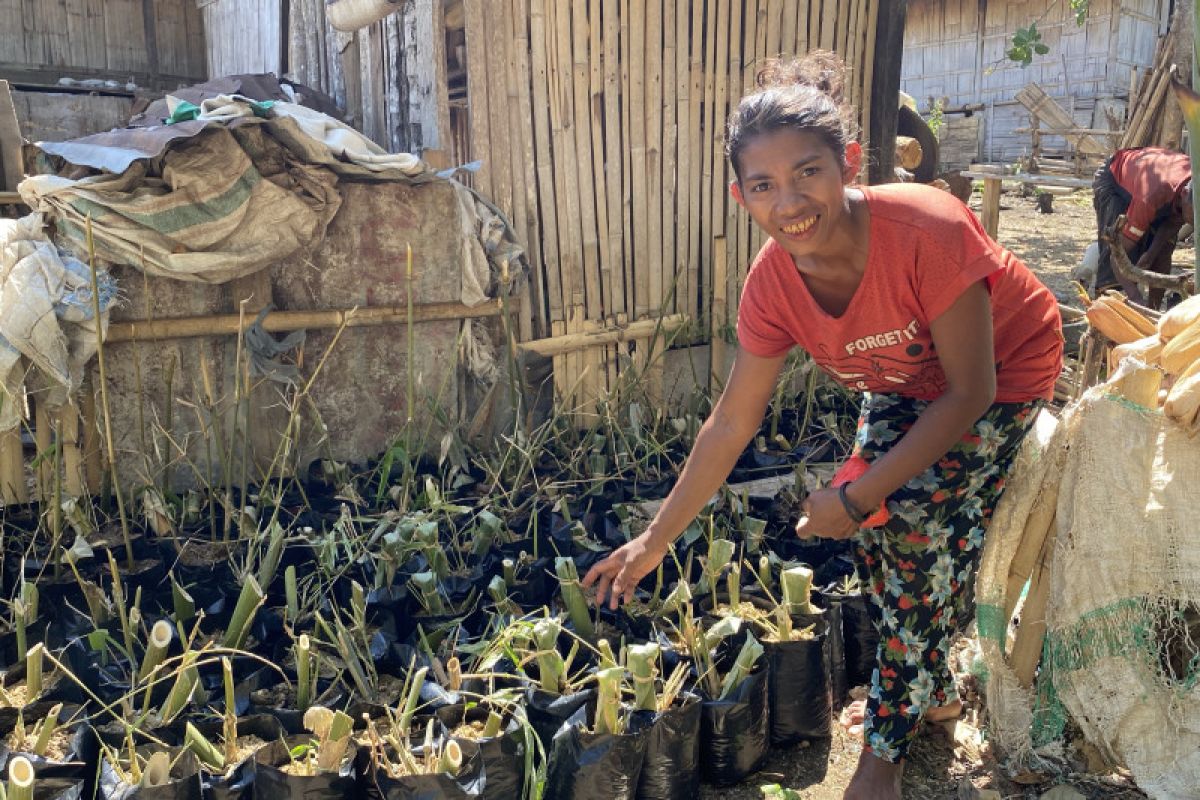 Pelestarian bambu di Flores libatkan 196 perempuan