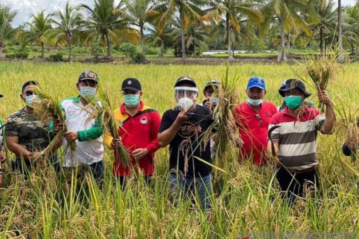 Buol genjot produksi pangan pertanian  sambut perpindahan ibu kota