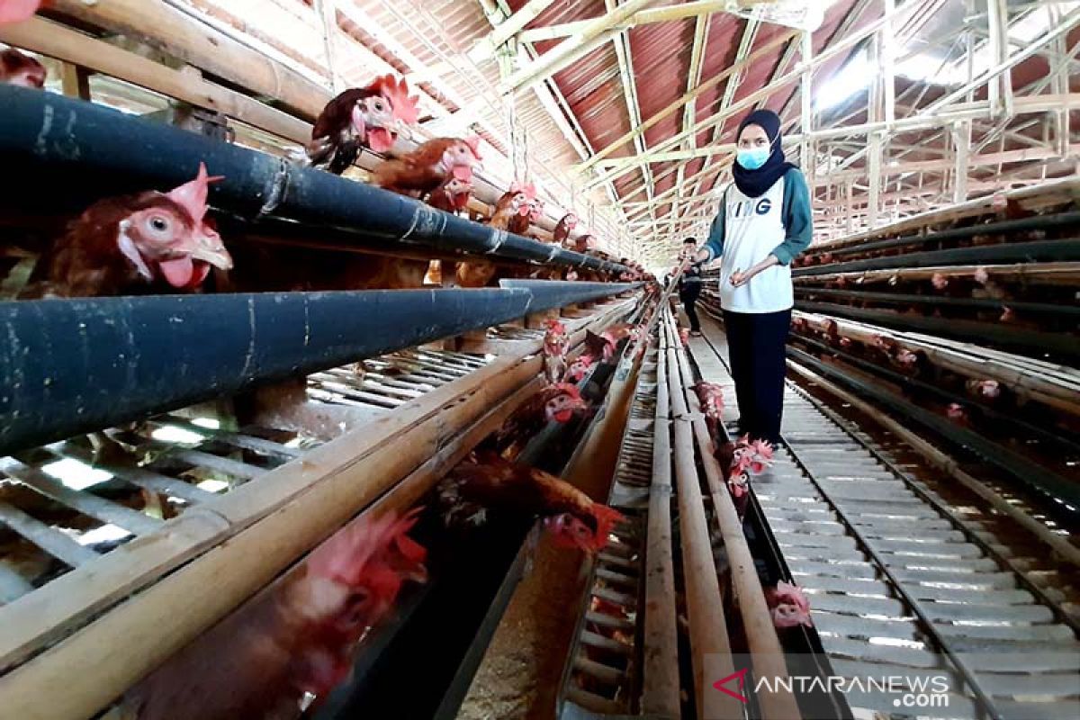 Peternak akui penyerapan telur ayam ras di Banyumas mulai naik