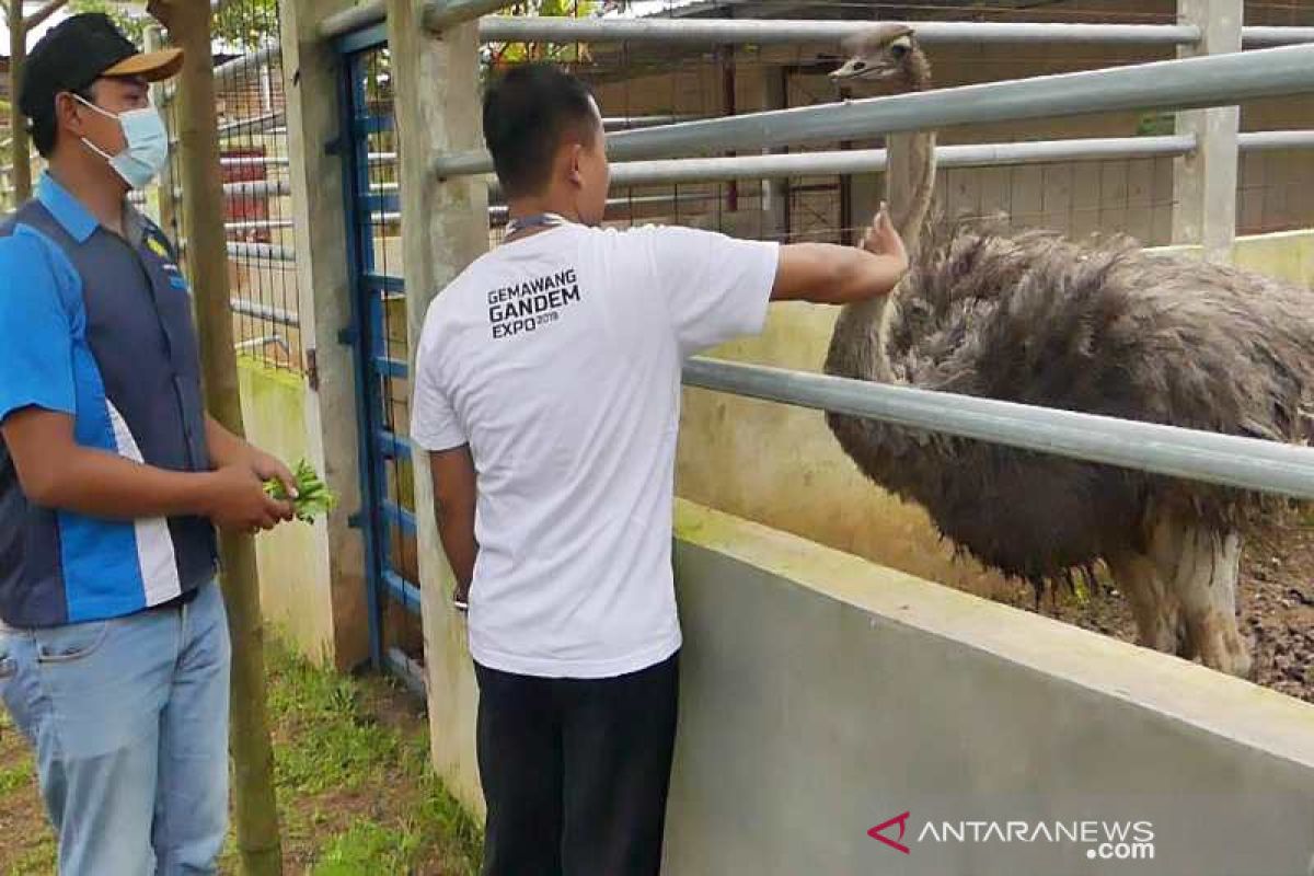 Ada kebun binatang mini di Temanggung, apa saja koleksinya?