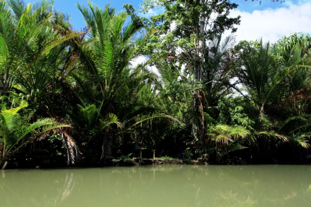 Wagub Papua minta bupati tak beri izin pembangunan di lahan sagu