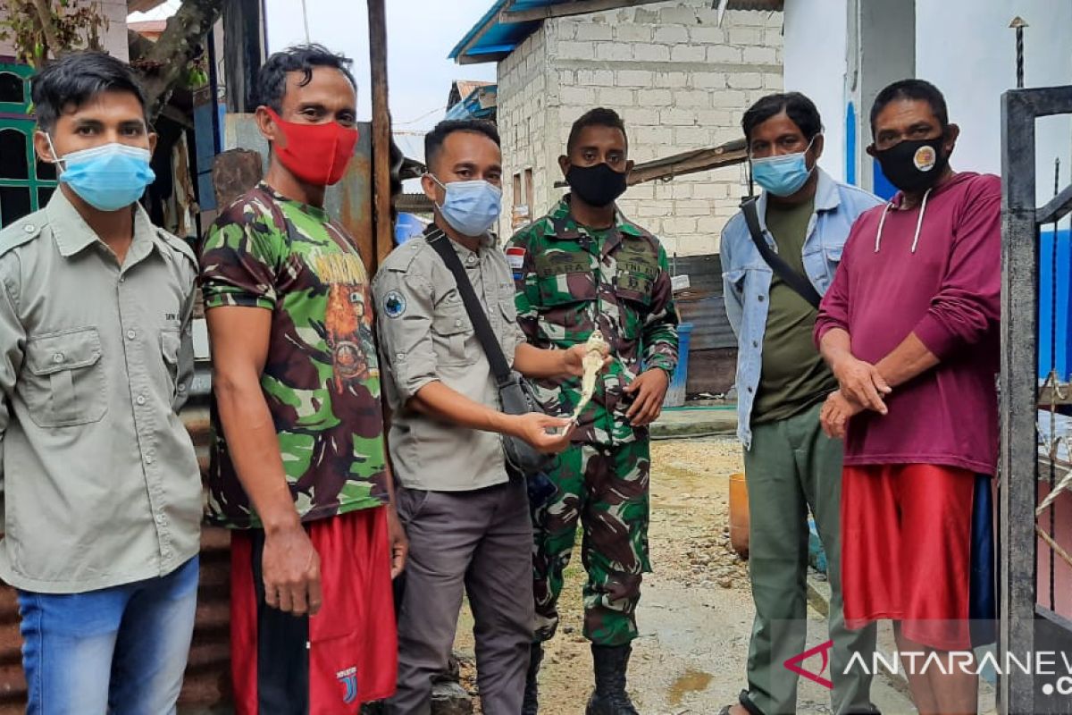 Ada bayi hiu berwajah mirip manusia di NTT