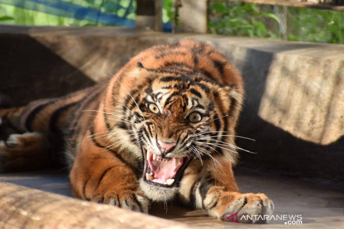 Harimau Ciuniang Nurantih dilepas ke Taman Nasional Kerinci Seblat