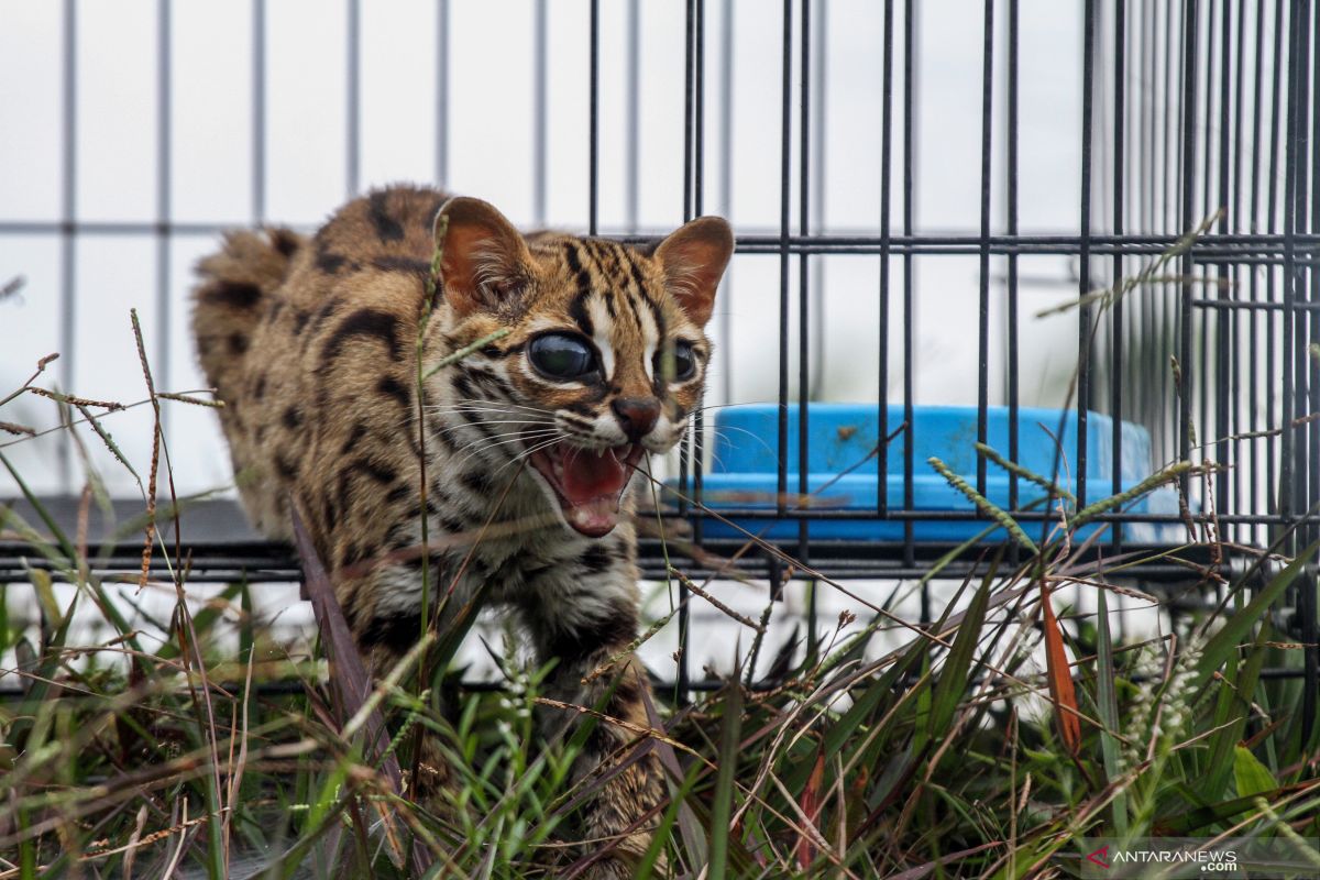 Warga kembali temukan kucing hutan masuk perkampungan