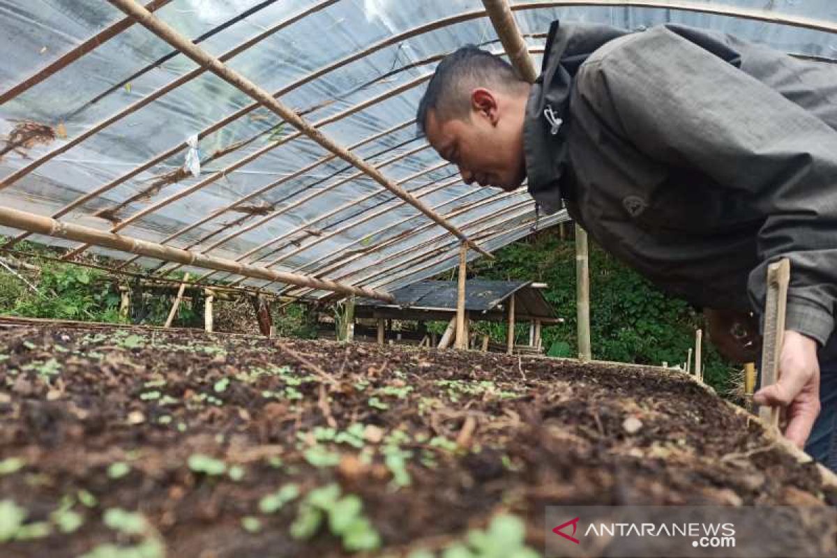 Petani Temanggung siapkan persemaian tembakau jenis Kemloko