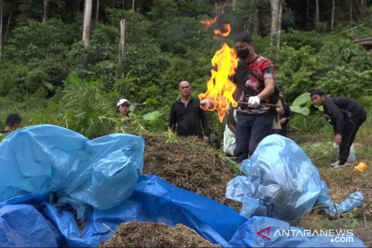 Polrestro Jakarta Barat ringkus peladang ganja belasan hektare di Mandailing Natal