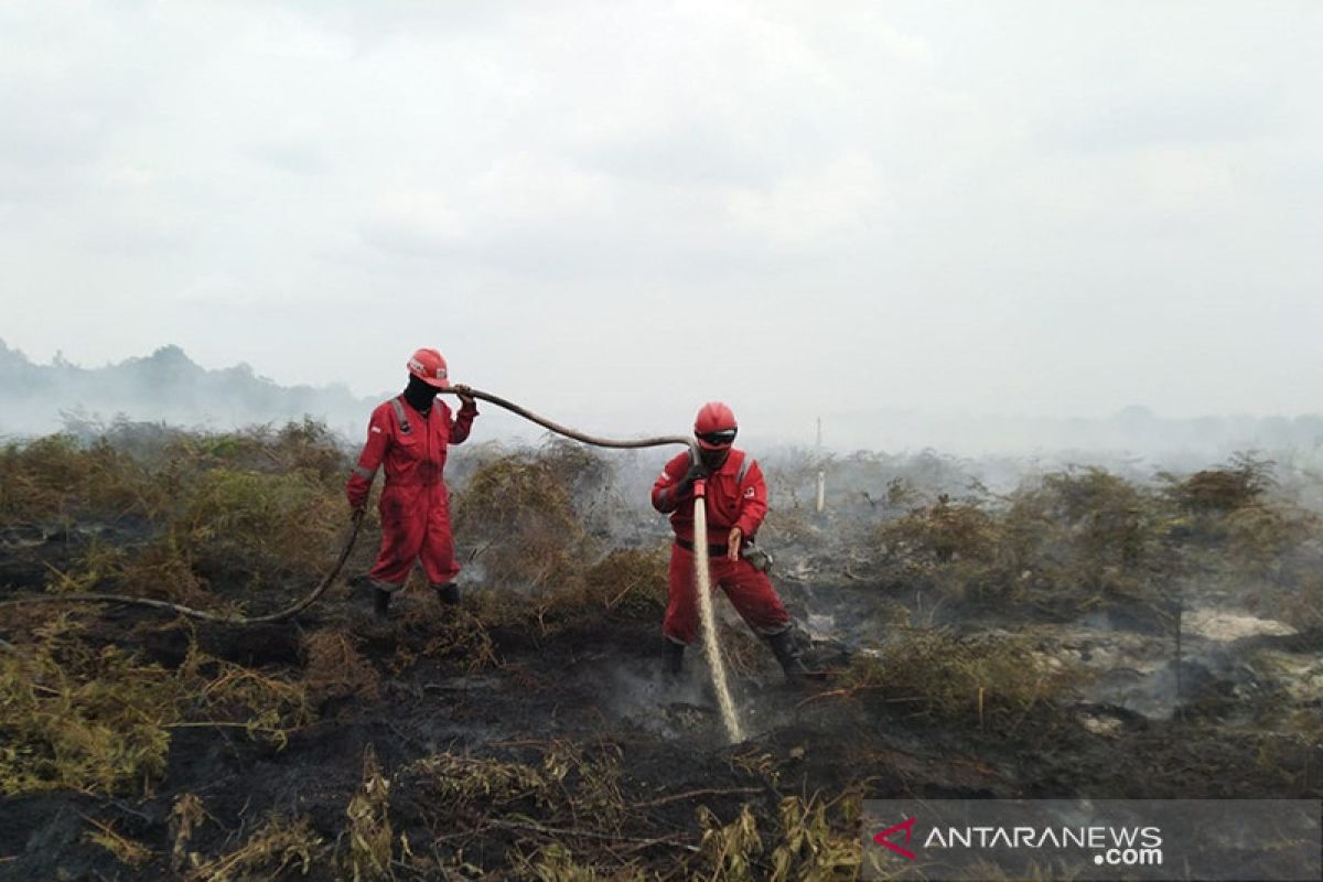 Petugas berjibaku padamkan kebakaran lahan gambut Rimbo Panjang