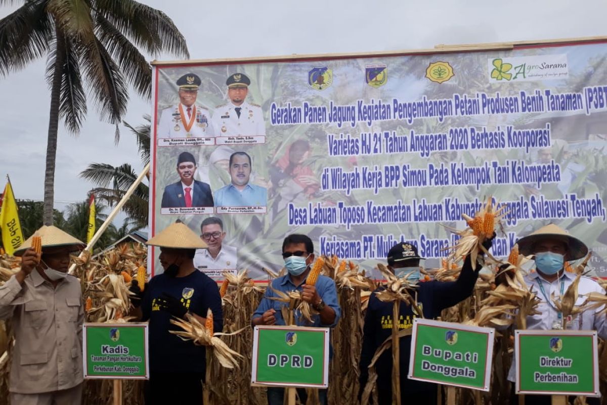 Kementan canangkan Sulteng  daerah produksi benih jagung hibrida