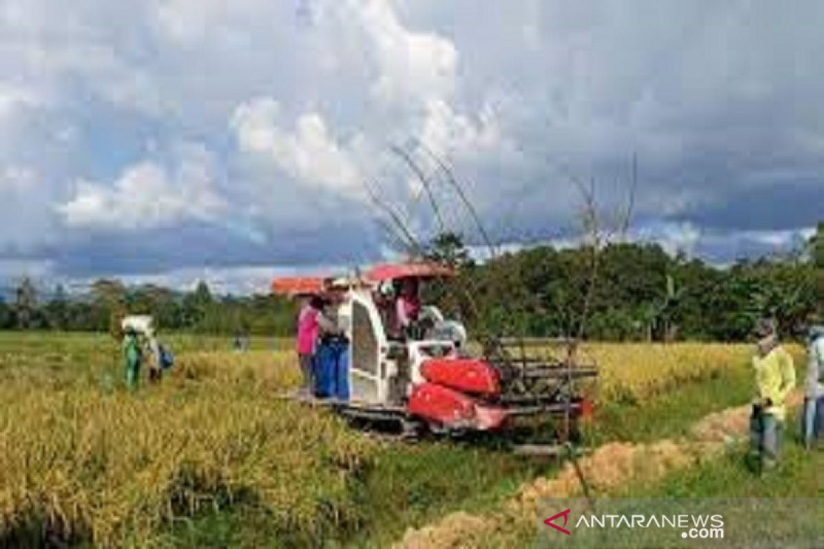 Produksi beras di Baubau belum mampu penuhi kebutuhan lokal