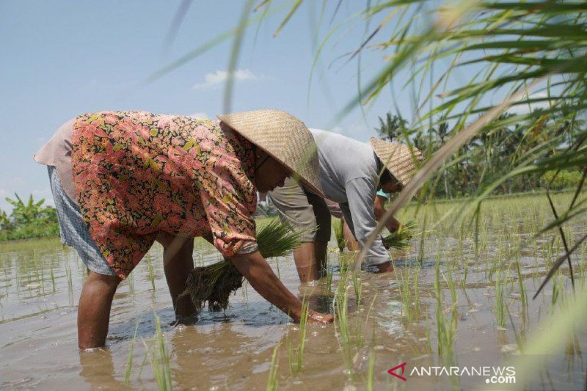 BPTP dukung pengembangan lumbung pangan di Riau