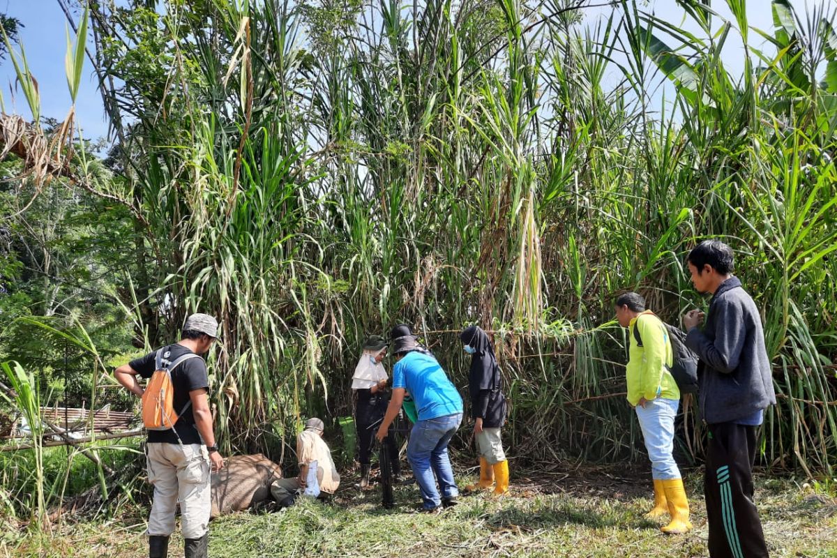 BKSDA tak temukan tanda baru harimau mangsa kerbau di Agam