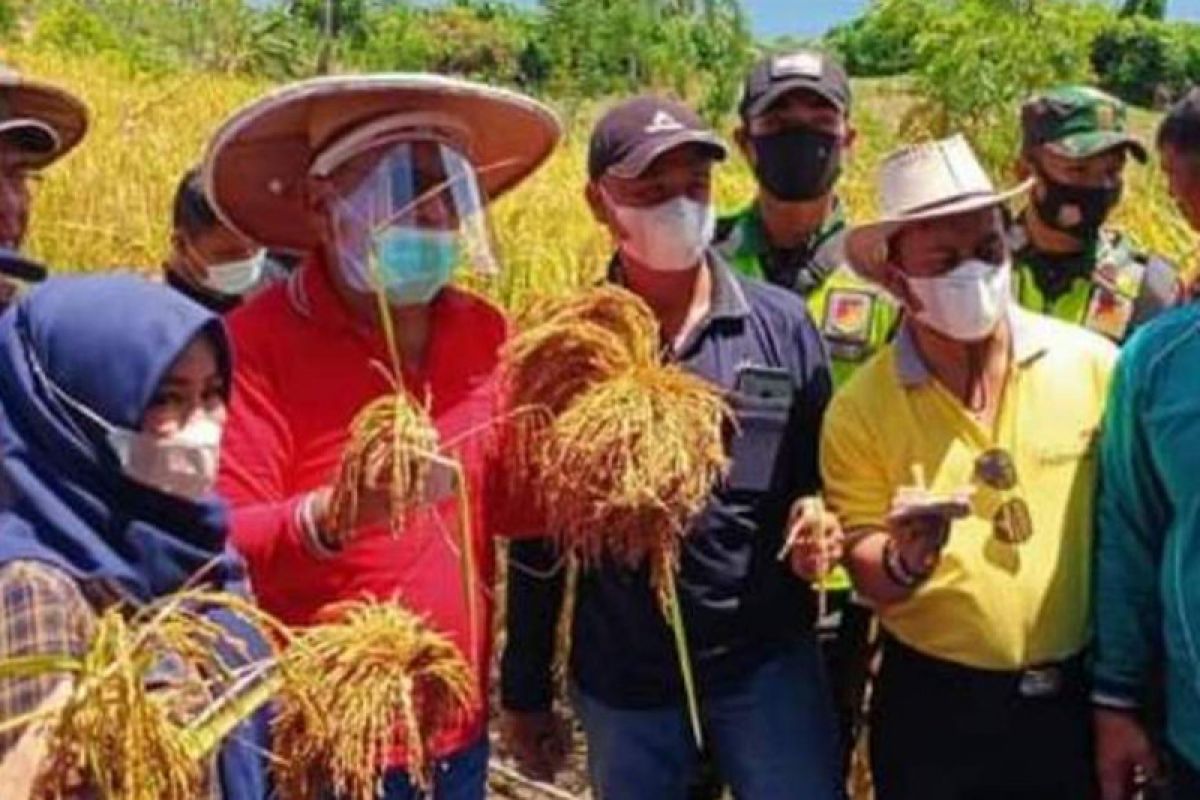 Pemkab Buol  dorong petani padi hasilkan beras kemasan