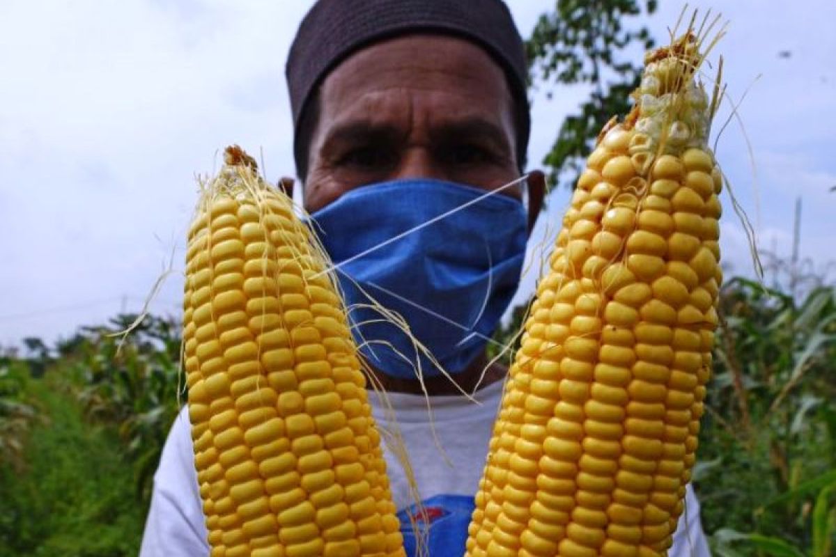 Tanaman Jagung Terserang Hama Ulat Grayak