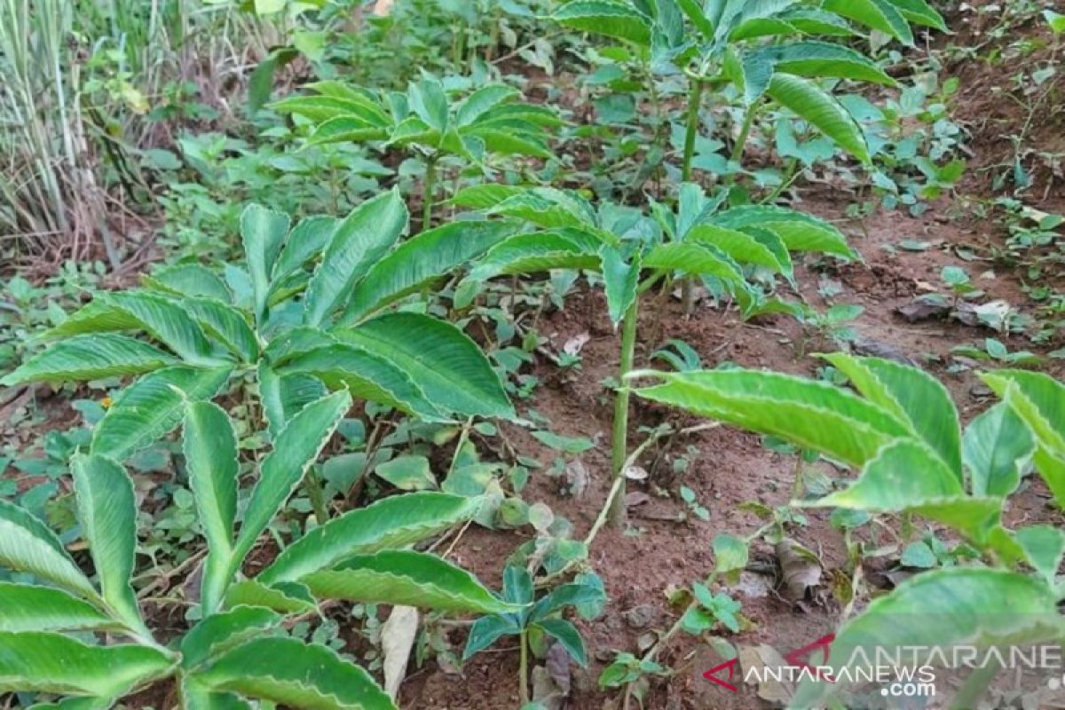 Sultra kembangkan ubi porang pada lahan seluas 200 hektare