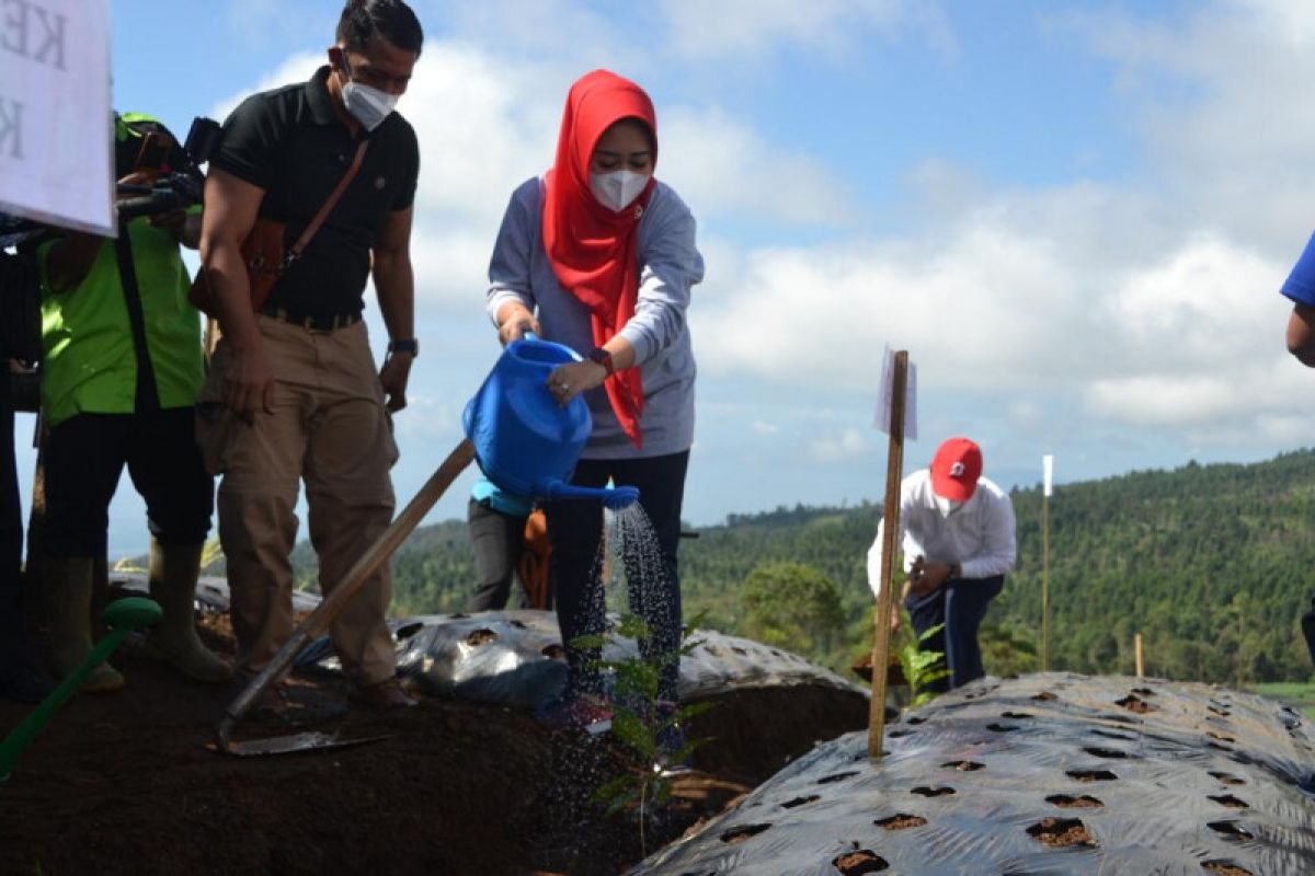 Tingkatkan kesejahteraan petani di Purbalingga, Kementan bantu 10.000 bibit kopi