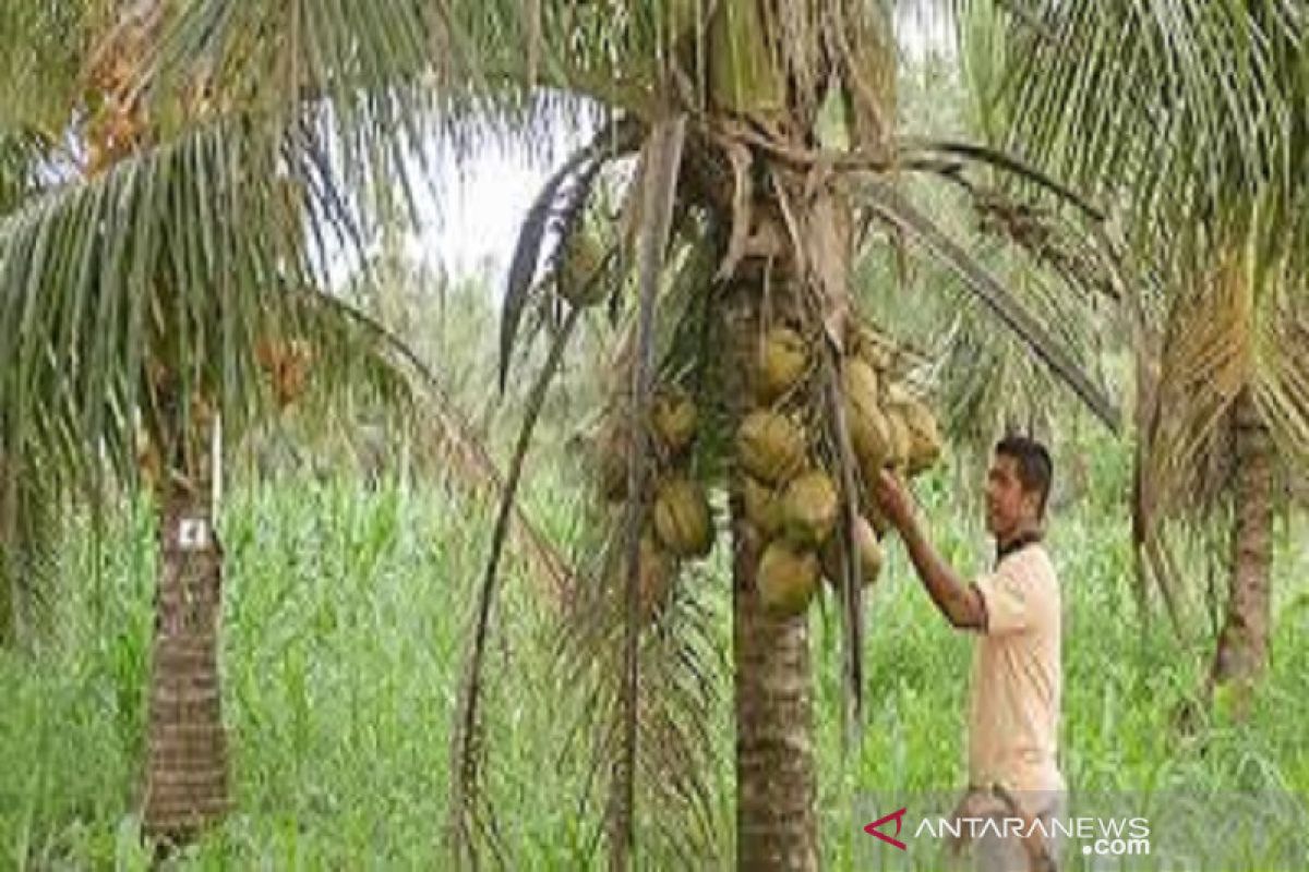 Pemkab Buton mendorong petani kembangkan kelapa dan pala