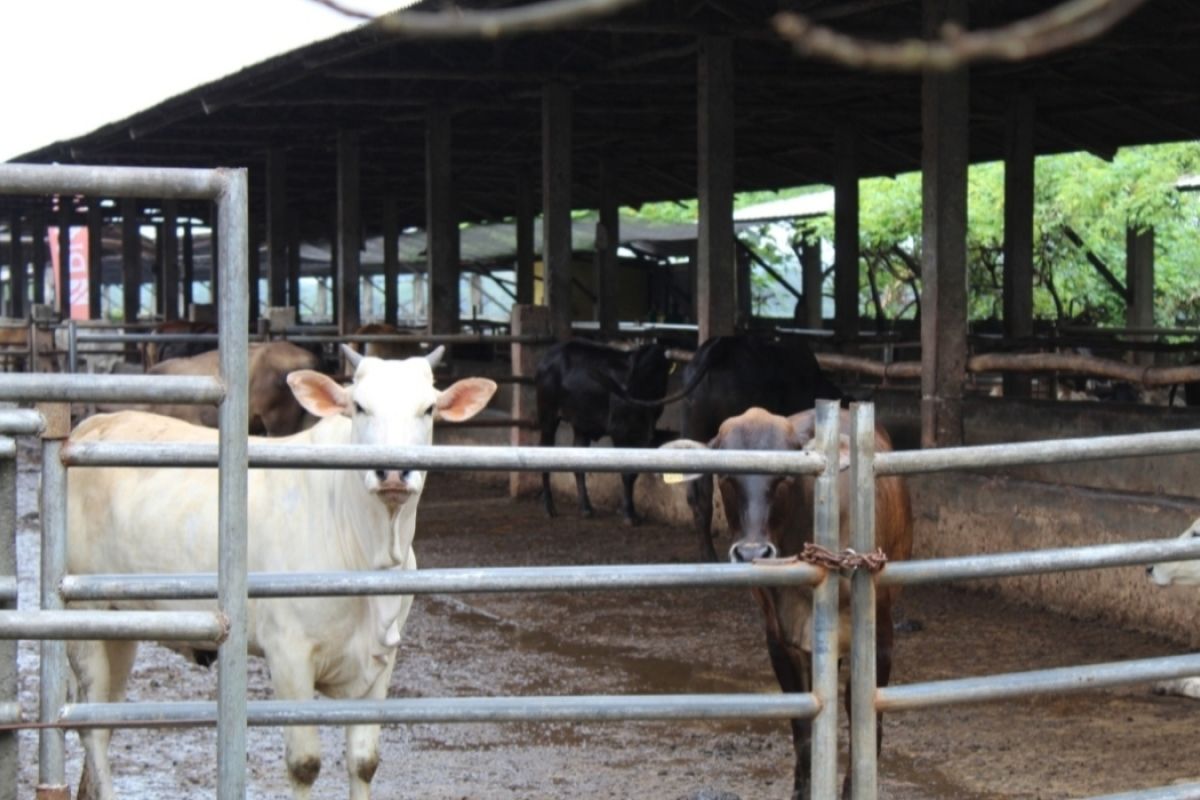 Pemprov Lampung jamin ketersediaan daging jelang Ramadhan