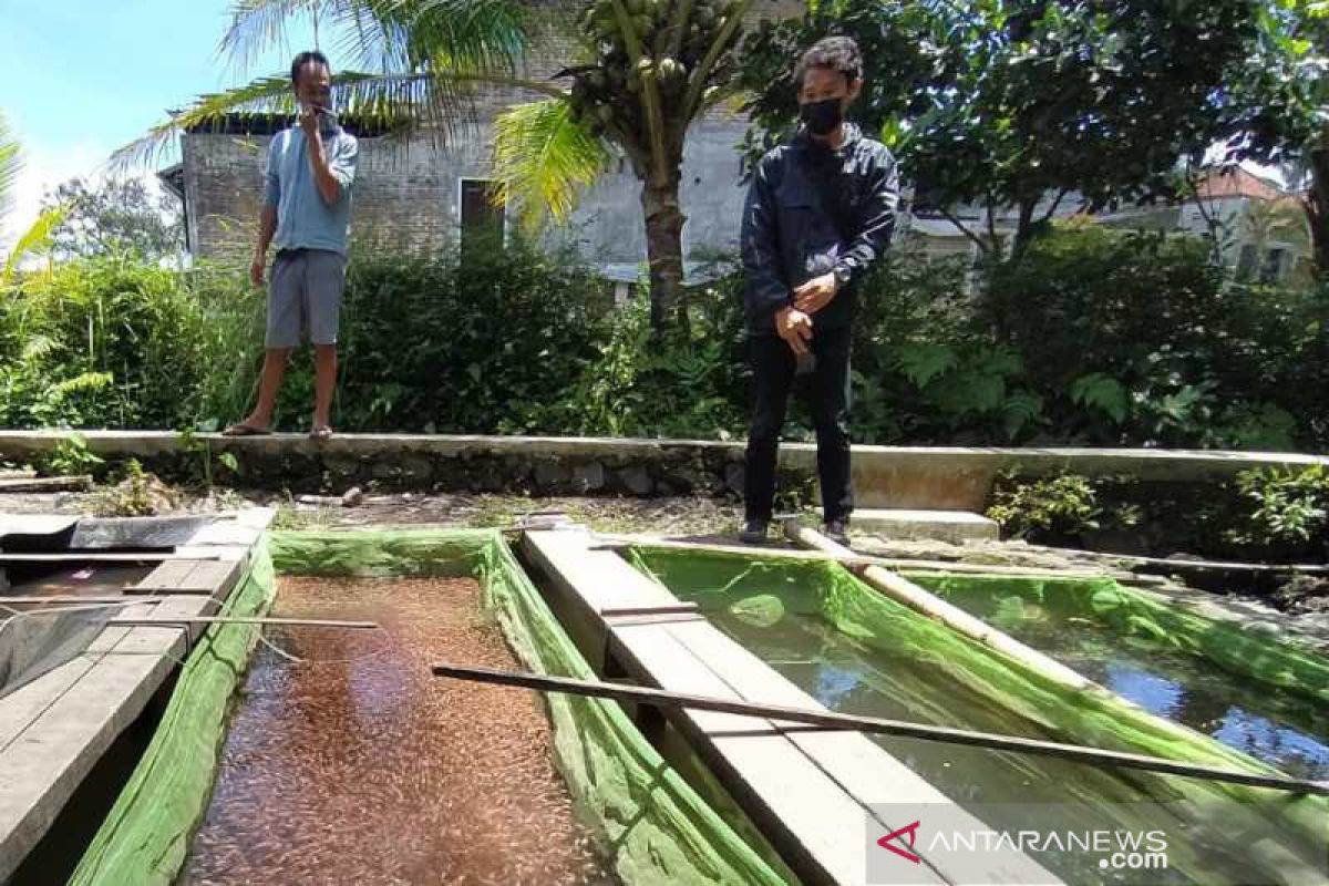 Penjualan bibit ikan di Ngrajek Magelang  kembali normal