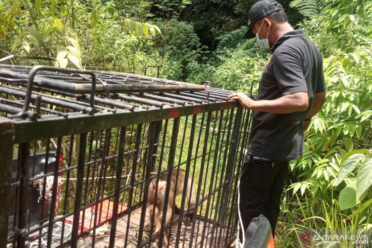 Beruk resahkan warga Agam dilepasliar di hutan SM Malampah Pasaman