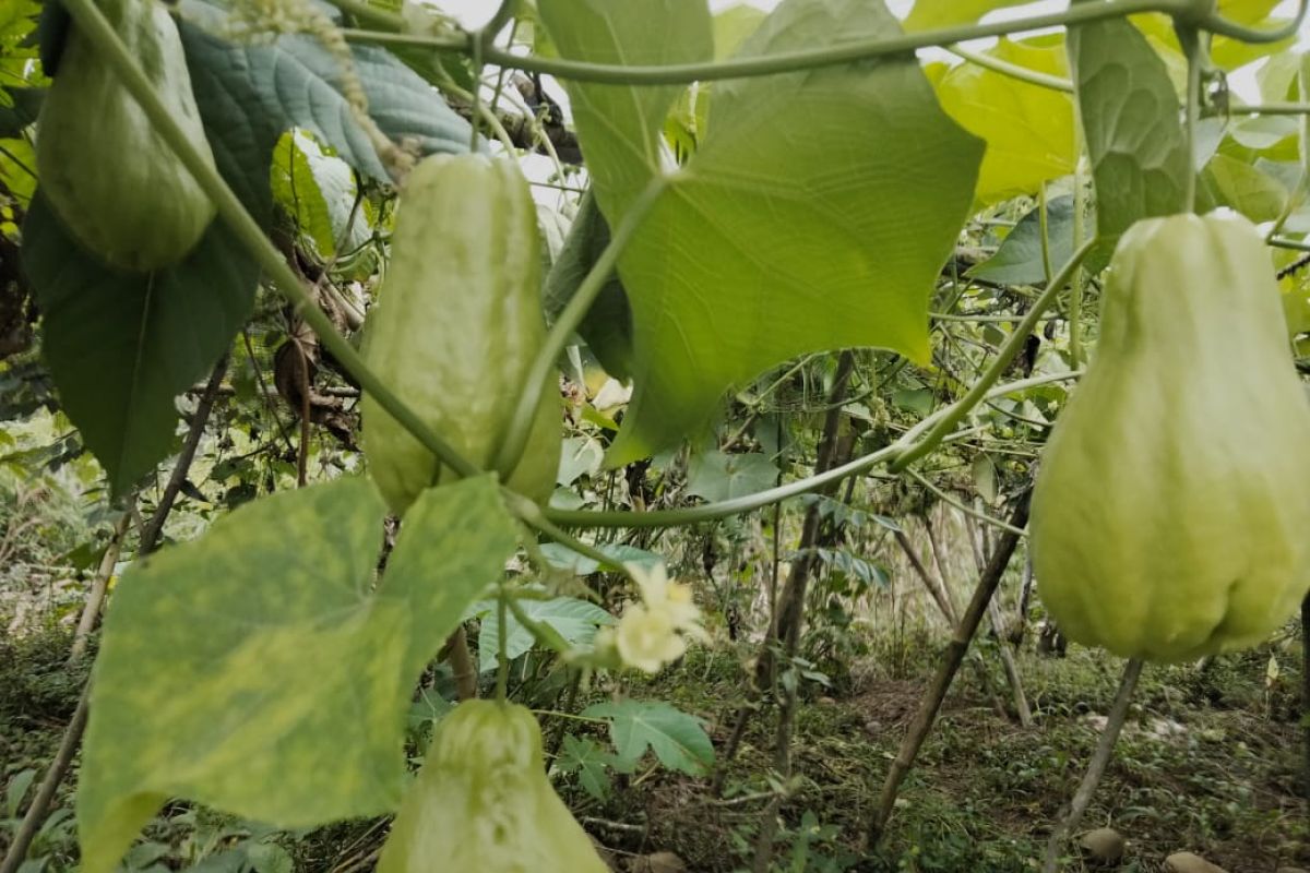 Pedagang pengepul di Lampung Barat buang sayuran karena tak laku