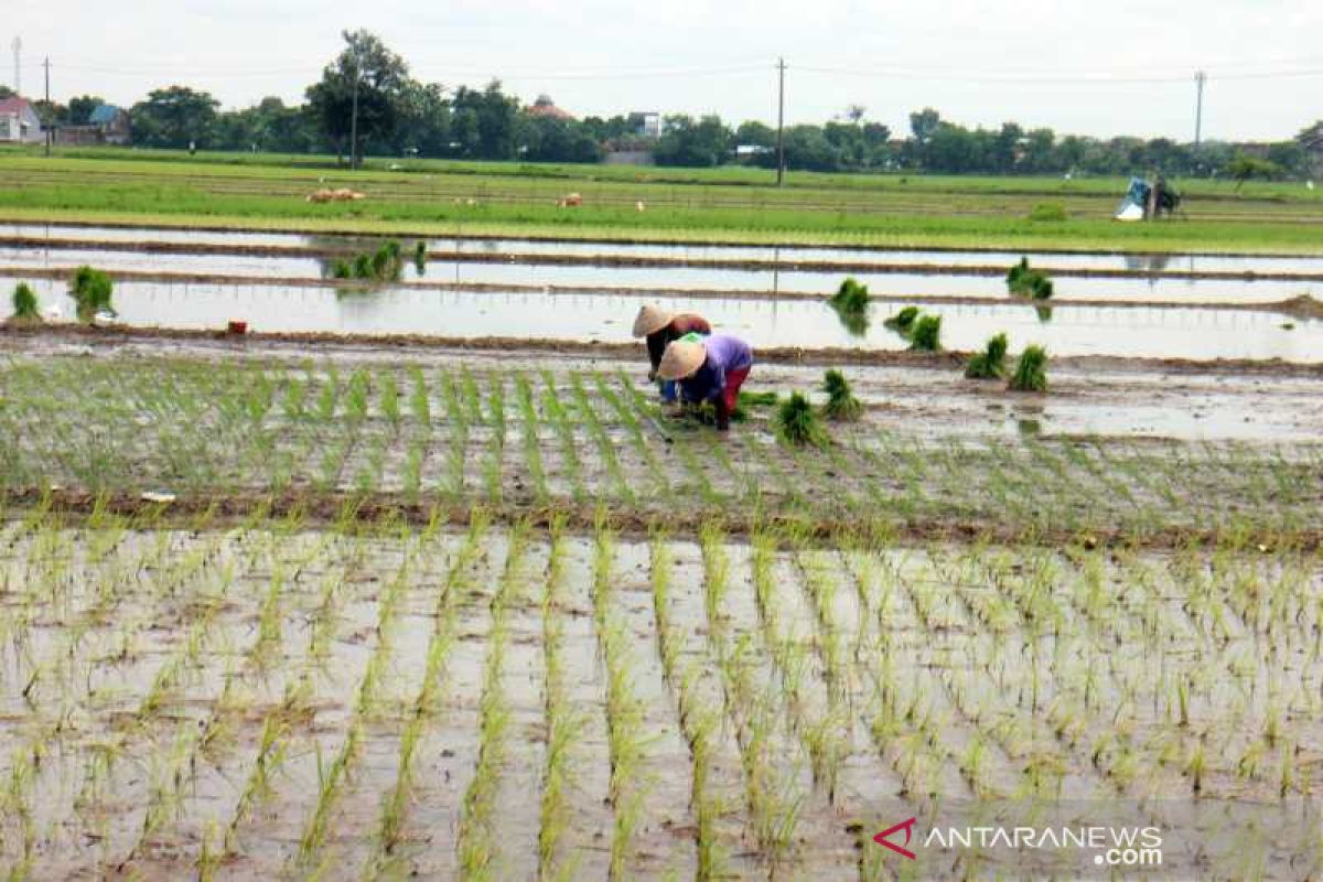 Produksi gabah di Boyolali hingga Maret mencapai 112.619 ton