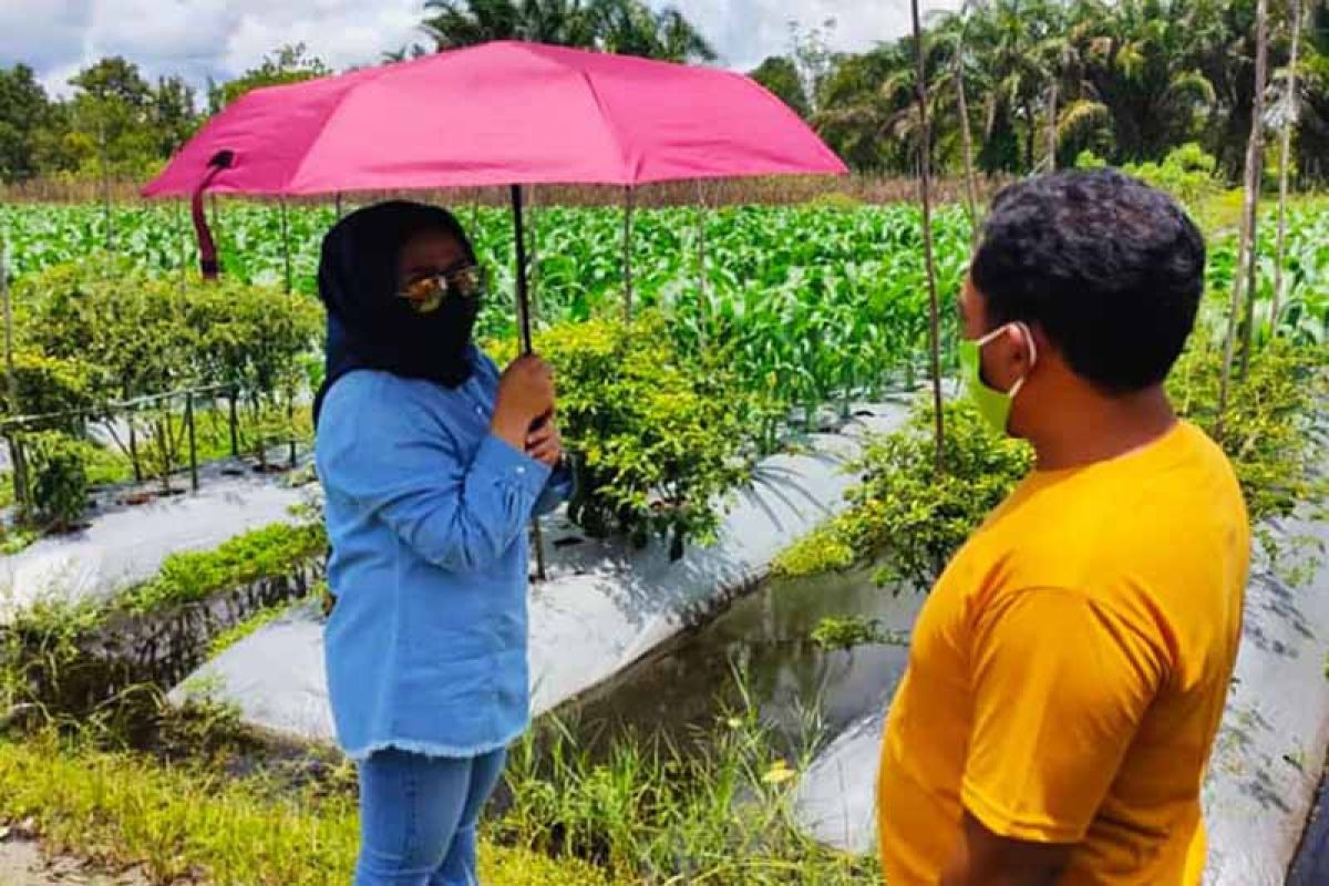 Panen meningkat, peran fotosistesis tanaman dioptimalkan melalui PSB