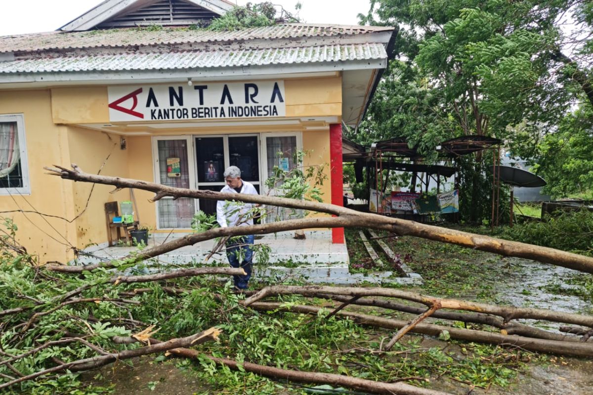 Kota Kupang hampir lumpuh, sejumlah ruas jalan tertutup pohon tumbang