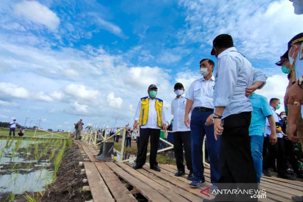98,8 persen "food estate" Kalteng telah ditanami padi dan sudah panen