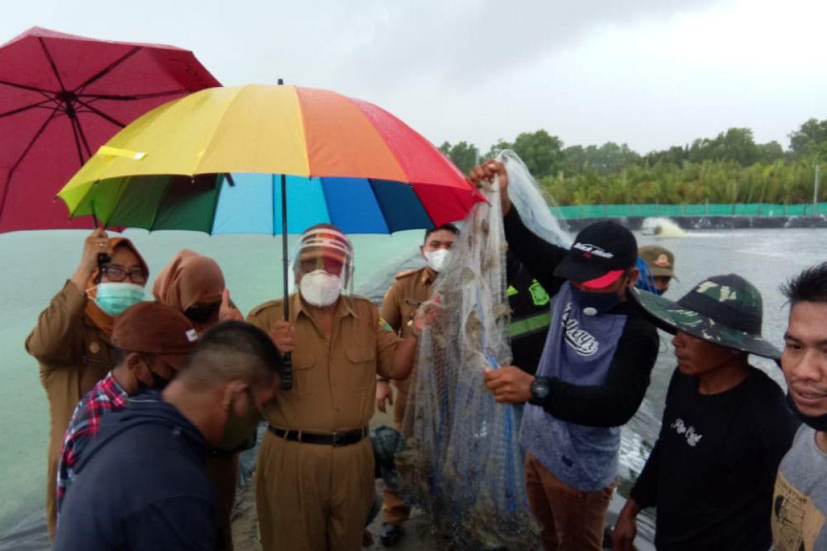 Pemkab Buol fasilitasi warga buat tambak udang vaname berbasis kelompok