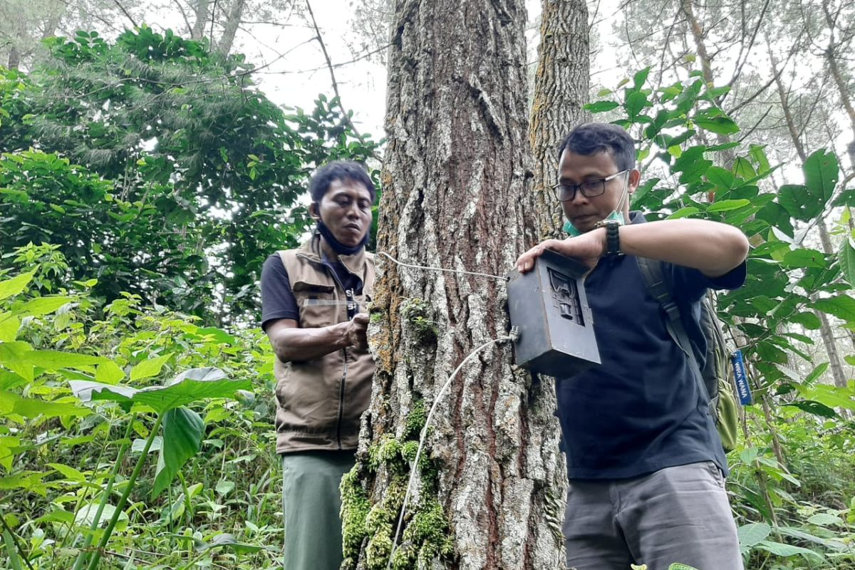 BKSDA lepas tiga kamera trap pendeteksi harimau di lereng Gunung Wilis