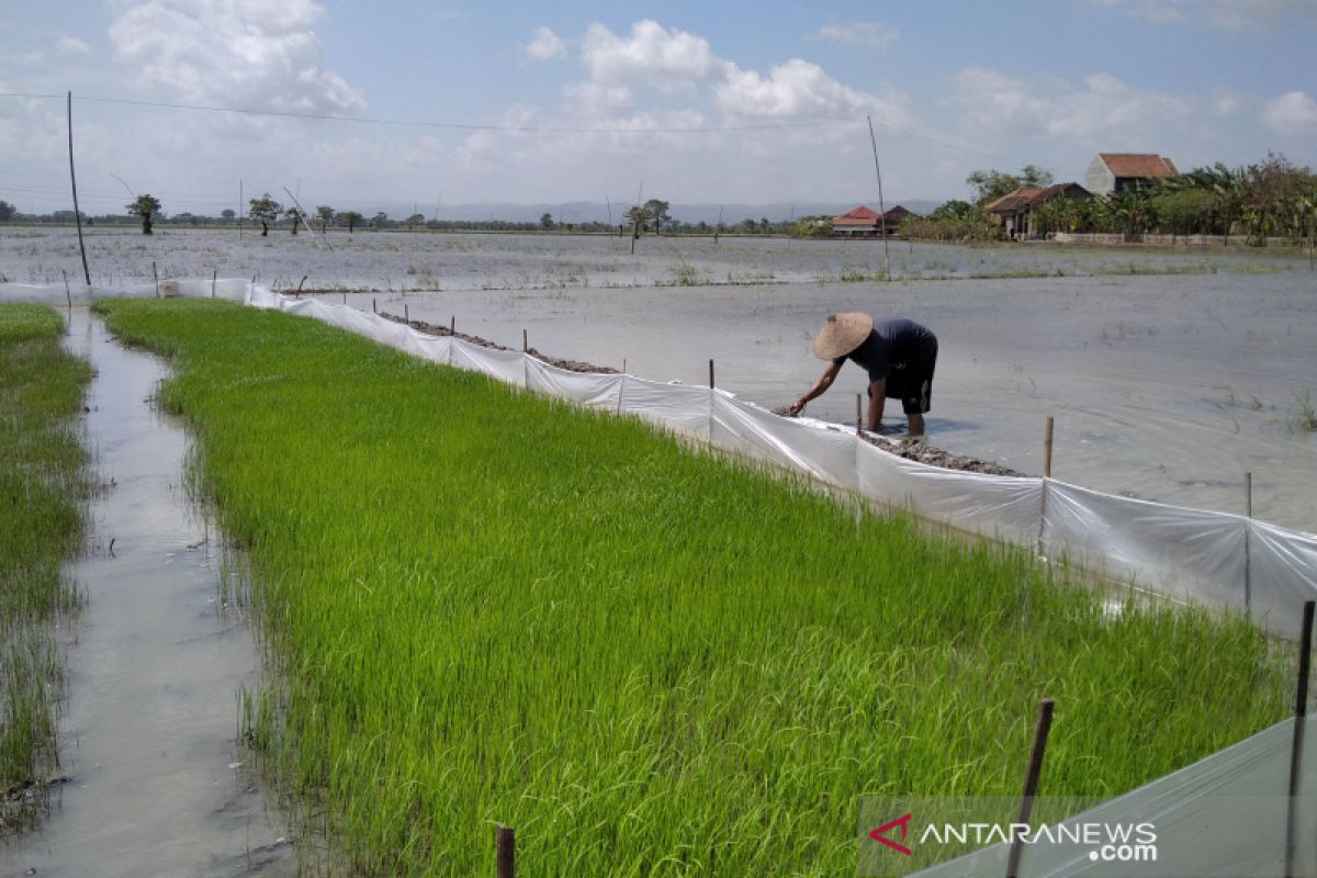 Petani di Kudus diminta segera tanam agar MT III tak terlewatkan