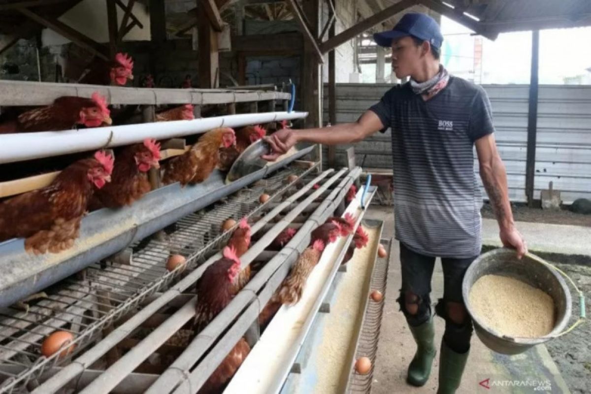 Peternak di Kota Palembang perlu waspadai musim pancaroba