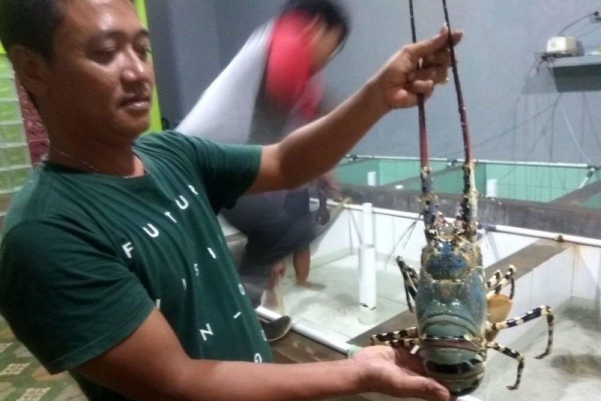 Tangkapan udang lobster di pesisir pantai Lebak naik