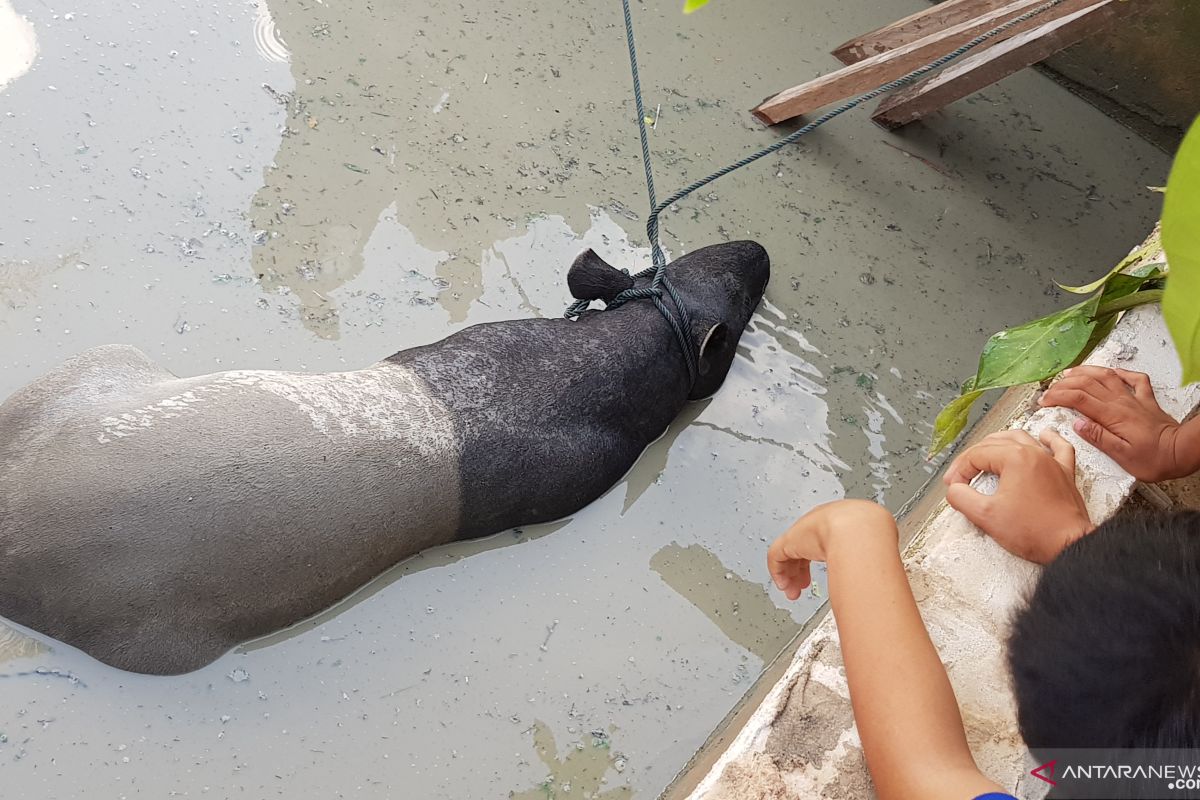 Evakuasi Tapir dari kolam ikan warga di Pekanbaru berlangsung enam jam, begini penjelasannya