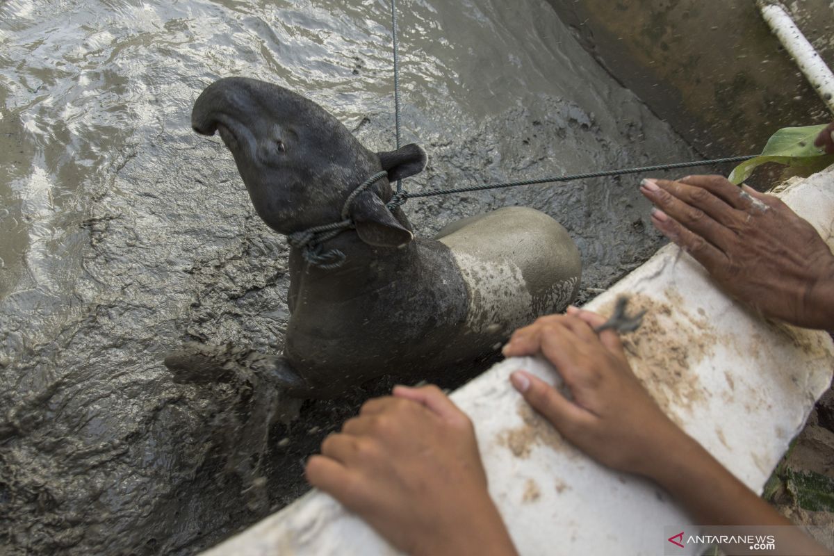 VIDEO - Tapir stres dan terluka setelah dievakuasi dari kolam warga Pekanbaru, begini penjelasannya