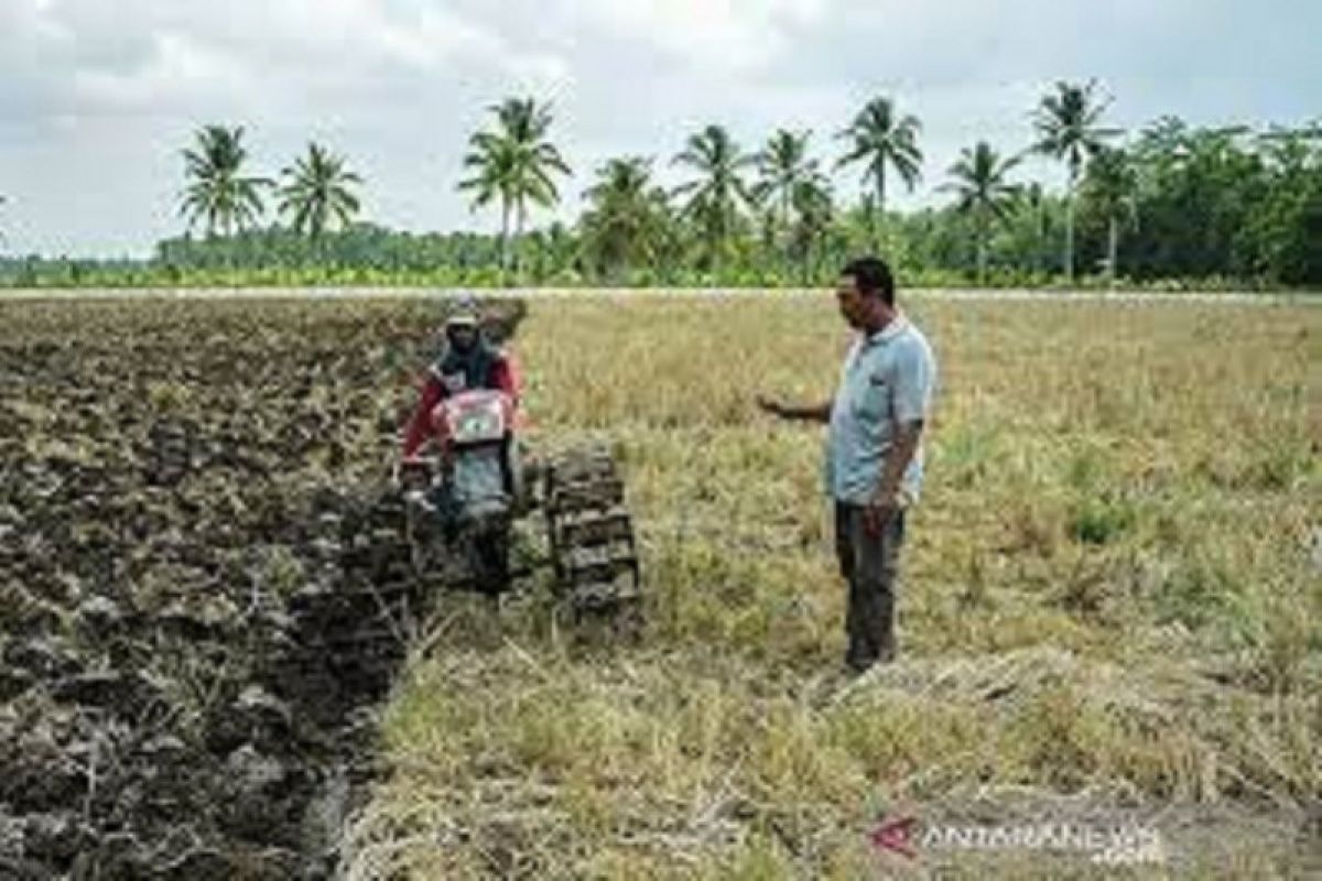 Mempertanyakan wacana pemberian subsidi harga gabah bagi petani