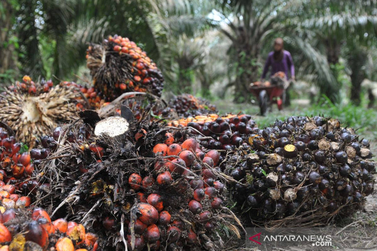 Moeldoko: Produktivitas sawit rakyat sebabkanhilirisasi rendah