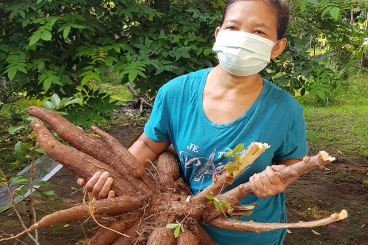 Harga singkong di Tulangbawang naik