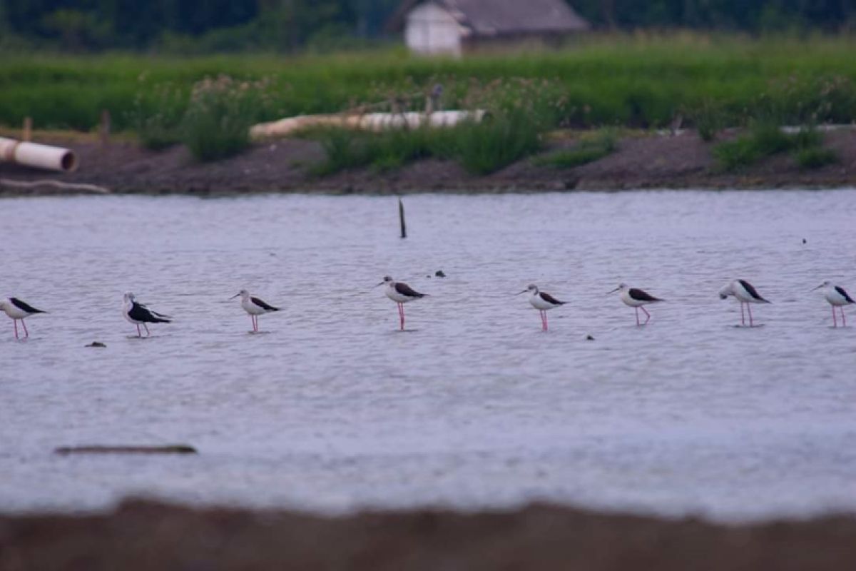 Pantai Mutiara Baru jadi lokasi pengamatan burung migran