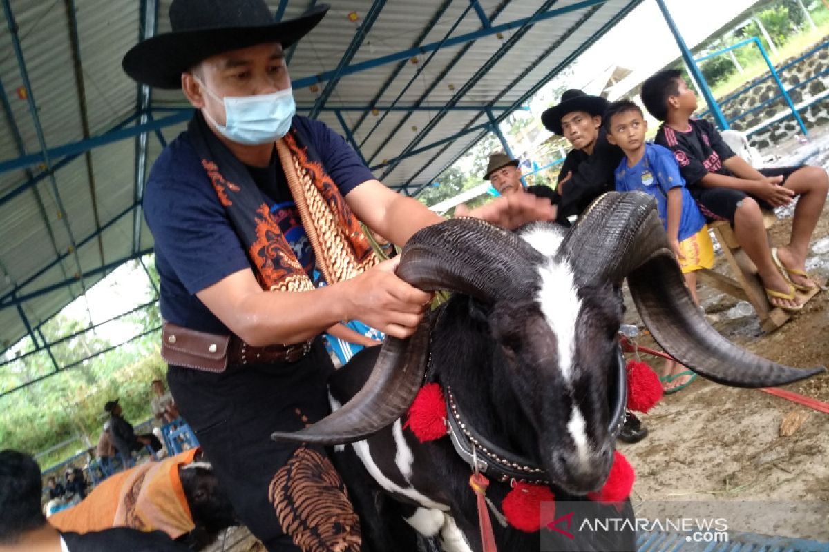 Hotman Paris, harganya di pamidangan Garut ditaksir Rp100 juta