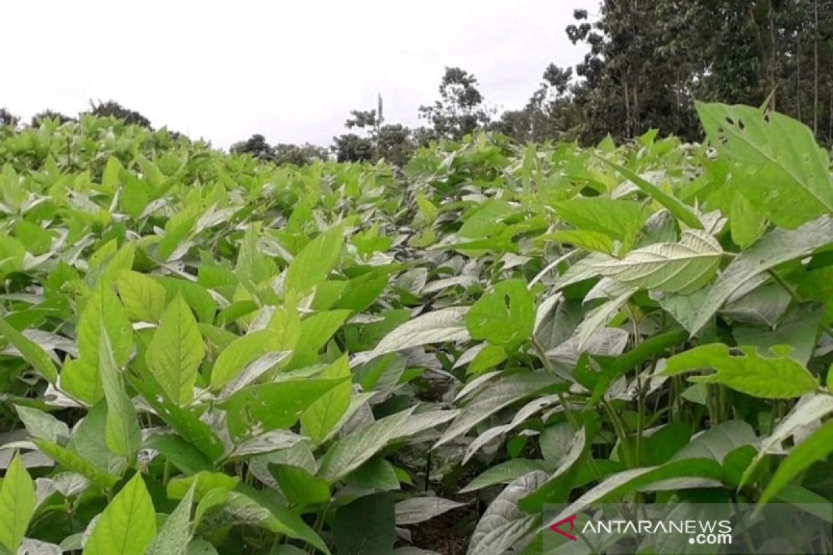 Distan Baubau kembanghkan kedelai 75 ha didua kecamatan