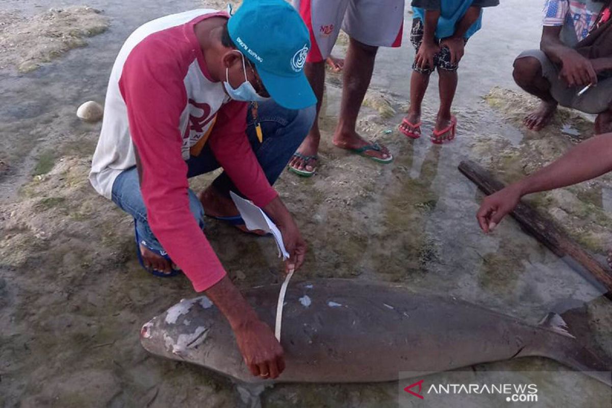 Seeokor mamalia laut jenis dugong terdampar di Sabu Raijua