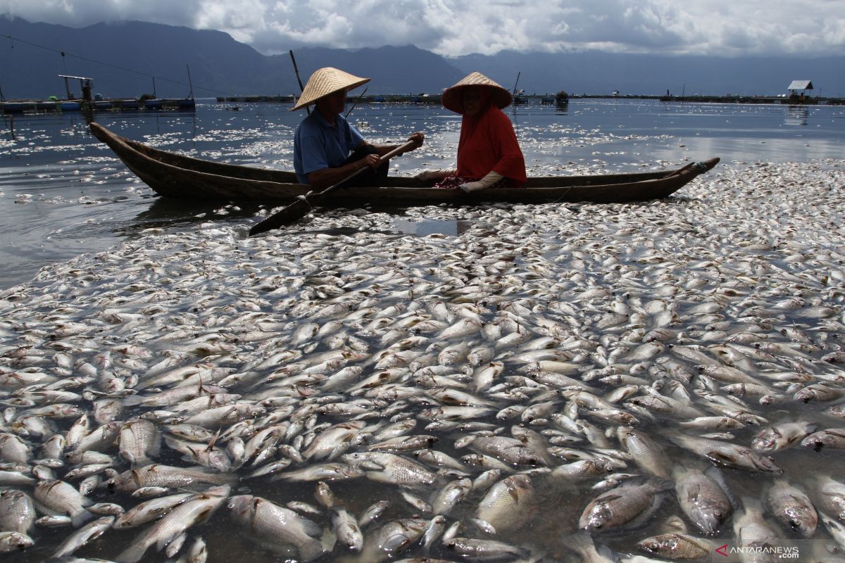 Oksigen berkurang, 6 ton ikan di Danau Maninjau mati