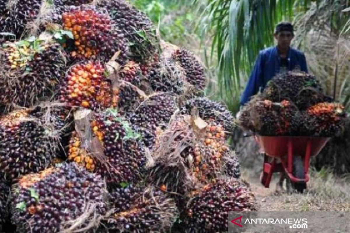 Harga CPO naik tipis menjadi Rp10.600 per kilogram